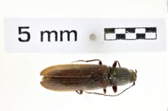 Foto (Dorsalansicht) von Athous cribratus (NHMW-ZOO-COL-0008572)